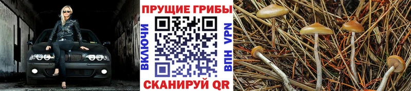 Галлюциногенные грибы прущие грибы  где продают наркотики  мега сайт  Сенгилей 